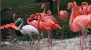 Свой среди чужих: зоопарк Алматы показал спасенного в Актау фламинго