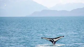 Кит едва не убил рыбака у побережья Австралии