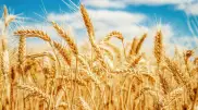 Казахстан вводит запрет на ввоз пшеницы до конца года
