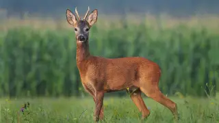 За убийство косули получили сроки два казахстанца