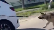 Видео с привязанной к авто собакой объяснила ее хозяйка