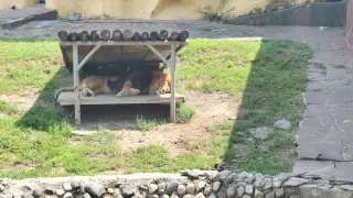 “Кидал камни во льва“: сотрудники зоопарка Алматы обратились в полицию