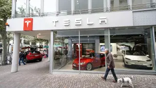 Под строительство завода Tesla в Германии вырубили полмиллиона деревьев - СМИ