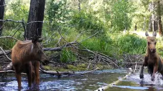 Численность животных в национальном парке Бурабай выросла