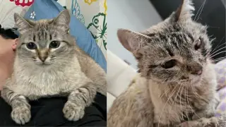 Житель ЗКО потерял кота, а нашел уже изуродованным