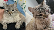 Житель ЗКО потерял кота, а нашел уже изуродованным