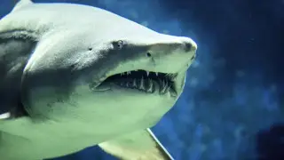 Акула откусила голову подростку на Ямайке