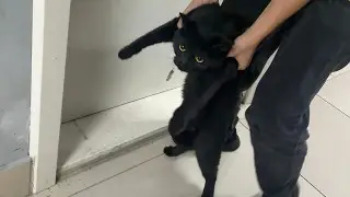 “Сотрудники аэропорта Алматы выкинули на улицу моего кота“ - пассажирка