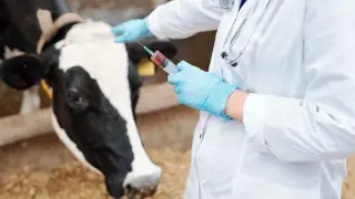 Сибирскую язву подтвердили в казахстанском селе: введен карантин