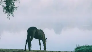 Сильные дожди и туманы накроют Казахстан