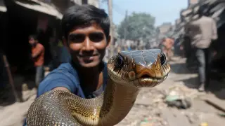 20-летний парень засунул в рот кобру ради славы и поплатился за это