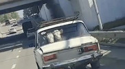 Коровы на заднем сиденье авто удивили жителей Семея