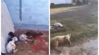 Одичавшие собаки растерзали отару овец в Жетысу