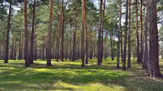 Рубить лес запретили в сосновом бору резервата в Павлодарской области