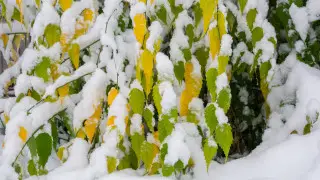 Снег и метель: погода в Астане и Алматы на 3 дня