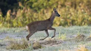 Двух косуль убили в нацпарке: задержана машина с браконьерами