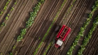 Сын депутата на тое и рекордный урожай. Обзор новостей за 14 октября