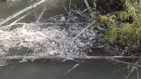 Mountains of garbage in a river near Almaty were caught on video: October 19, 2024 | 05:00