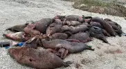 Сотни мертвых тюленей нашли на побережье Каспия