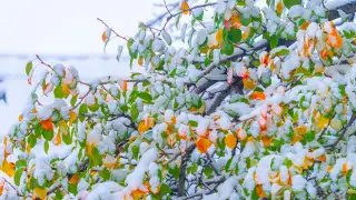 Снег, туман и морозы до 5 градусов: погода в Казахстане на 29 октября