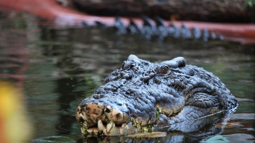 Фото: Facebook/ Marineland Melanesia Crocodile Habitat