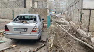 Женщину убило деревом в Павлодаре: стало известно еще о двух пострадавших