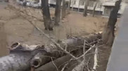 Дерево придавило насмерть женщину в Павлодаре