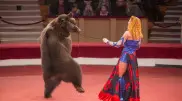 Диких животных запретят использовать в цирках Узбекистана