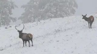 “Редчайшие кадры“: казахстанка засняла асканийских оленей в Боровом