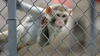 Массовый побег подопытных приматов: десятки обезьян сбежали из питомника в США