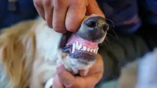 Борются за еду и выживание: животные из питомника на юге Казахстана оказались в ужасных условиях