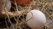 Курица или яйцо? Ученые выяснили, что появилось раньше