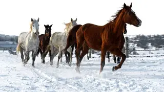 Полиция задержала преступную группу, промышлявшую скотокрадством