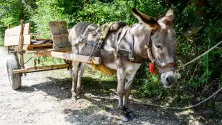 Можно ли ездить на повозке по дорогам общего пользования в Казахстане