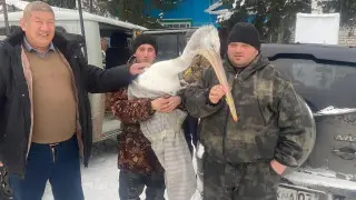 В Бурабае спасли обессиленного пеликана