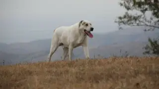 Генофонд породы тобет изучают казахстанские ученые