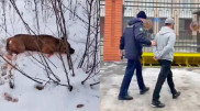 Казахстанца, зарезавшего собаку, задержали: видео