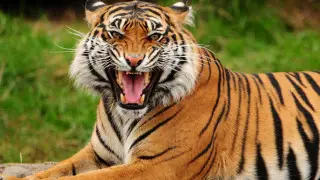 Информацию о разгуливающем в Темиртау тигре прокомментировали в полиции