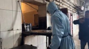 Еще две коровы погибли от сибирской язвы в Атырау