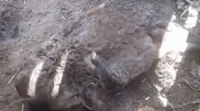 Неизвестный хищник убивает скот на юге Казахстана