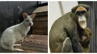 Редкие животные появились в зоопарке Караганды