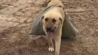 Появились подробности смерти пса-героя по кличке Пшөн