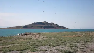 Коррупция в Алакольском государственном заповеднике: осуждены пятеро человек