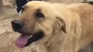 Аким Атырауской области высказался о смерти пса-героя по кличке Пшөн