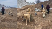 Гибель пса-героя по кличке Пшөн: заведено уголовное дело