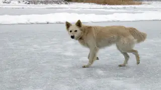 Нападение бродячих собак: какое решение проблемы нашли на севере Казахстана