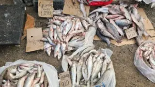“Нет слов от возмущения“: спасенную после паводков рыбу заметили на рынках Атырау