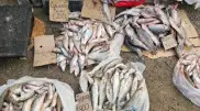 “Нет слов от возмущения“: спасенную после паводков рыбу заметили на рынках Атырау