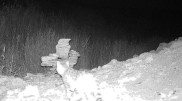 Азиатскую степную кошку впервые заметили в Костанайской области