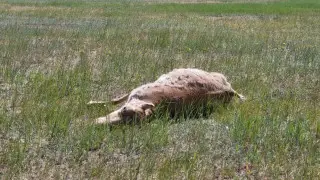 Слухи о продаже мяса погибших сайгаков в Атырау опровергли